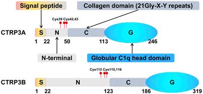 New Insights Into Implications of CTRP3 in Obesity, Metabolic Dysfunction, and Cardiovascular Diseases: Potential of Therapeutic Interventions